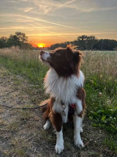 Hundetreffen-Hundebegegnungen üben-Bild
