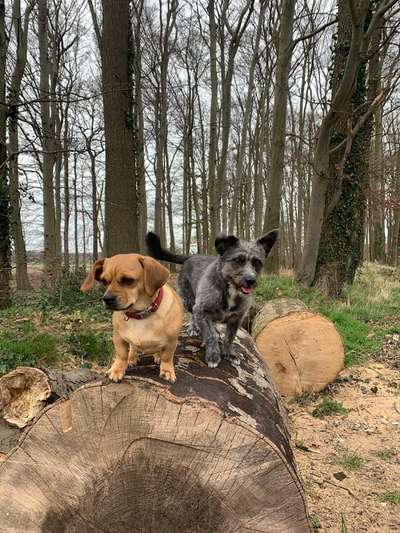 Die Dogorama Wochen Challenge "Friends will be Friends"-Beitrag-Bild