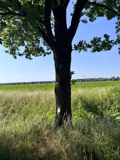 Giftköder-Eichen-Prozessionsspinner-Bild