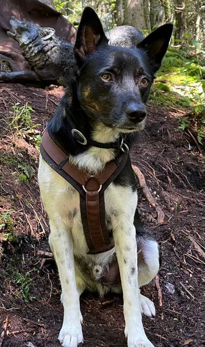 Auslandstierschutz-Beitrag-Bild