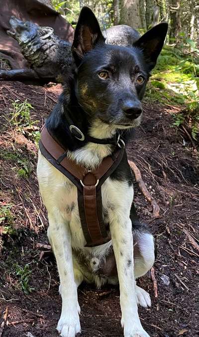 Auslandstierschutz-Beitrag-Bild