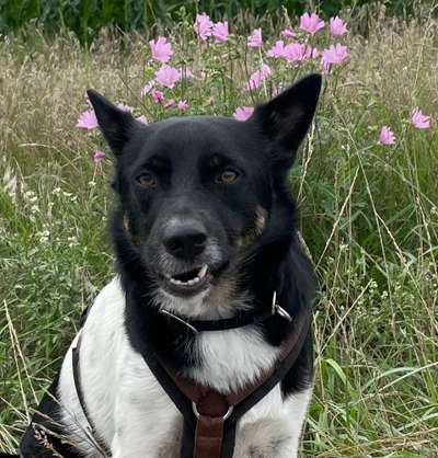 Die Dogorama-Wochen-Challenge "Die schönste Grimasse"-Beitrag-Bild