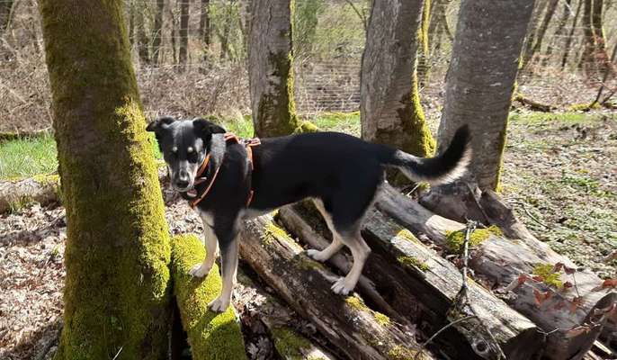 31. Collagen Challenge - Bänke/ Steine /Baumstümpfe-Beitrag-Bild