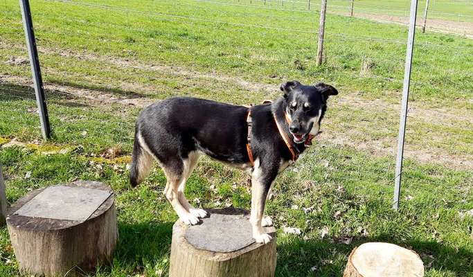 31. Collagen Challenge - Bänke/ Steine /Baumstümpfe-Beitrag-Bild