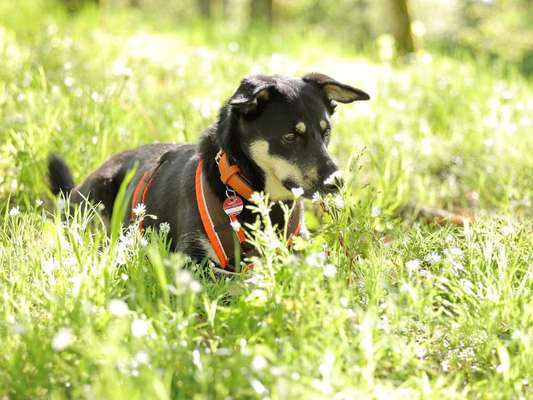 39. Collagen Challenge - Dein Hund auf einer Wiese-Beitrag-Bild