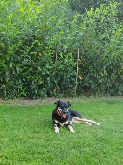 39. Collagen Challenge - Dein Hund auf einer Wiese-Beitrag-Bild