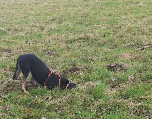 Dogorama Photo Challenge - Buddeln-Beitrag-Bild