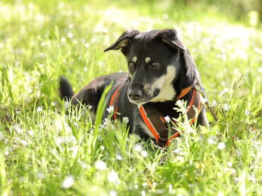 39. Collagen Challenge - Dein Hund auf einer Wiese-Beitrag-Bild