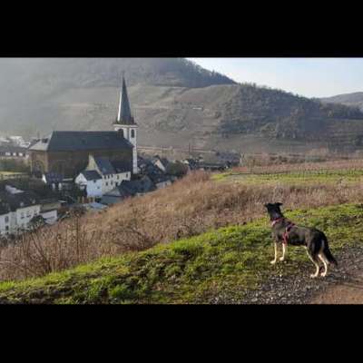 Wie heißen eure Gassi-Runden und warum?-Beitrag-Bild