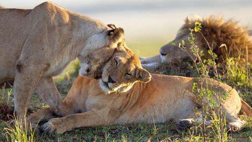 Wie heißt dein Hund?-Beitrag-Bild
