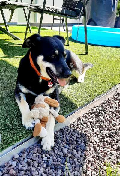 Wie heißt dein Hund?-Beitrag-Bild