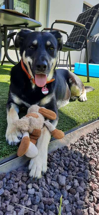 Euer Hund und sein Lieblingskuscheltier-Beitrag-Bild