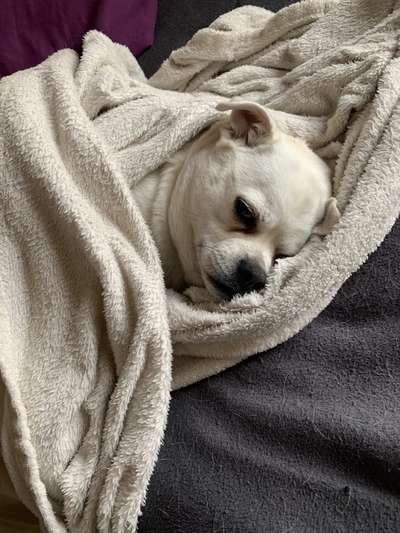 Die Dogorama Kalender Challenge 4/4-Beitrag-Bild