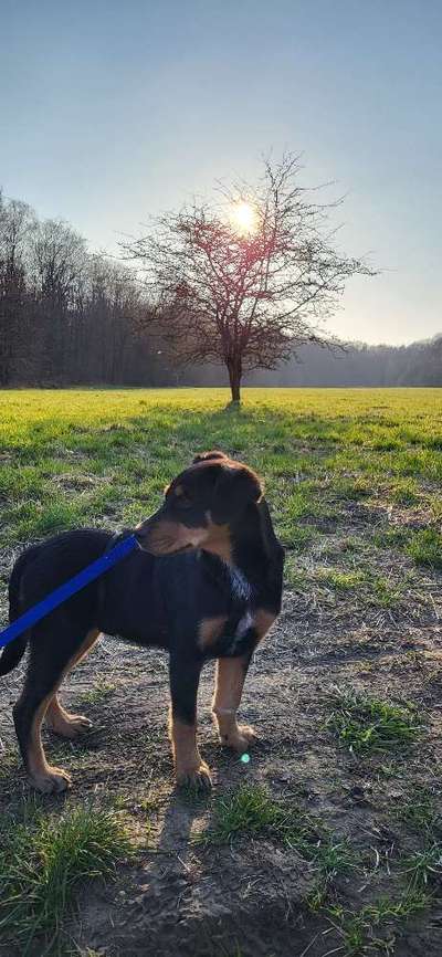 TierschutzhundeStammtisch🐕-Beitrag-Bild