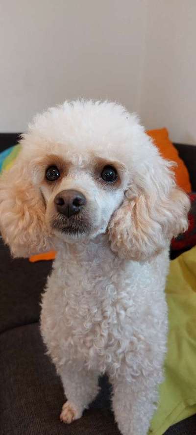 Alles rund um den Pudel-Beitrag-Bild