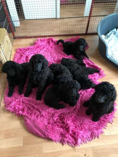 Alles rund um den Pudel-Beitrag-Bild