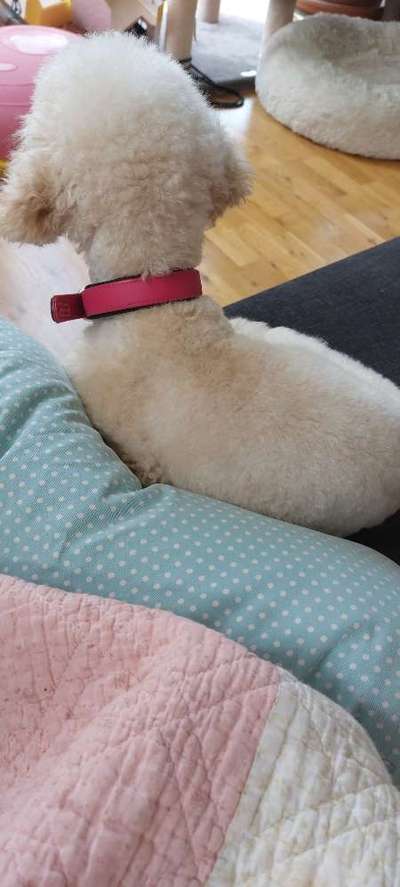 Alles rund um den Pudel-Beitrag-Bild