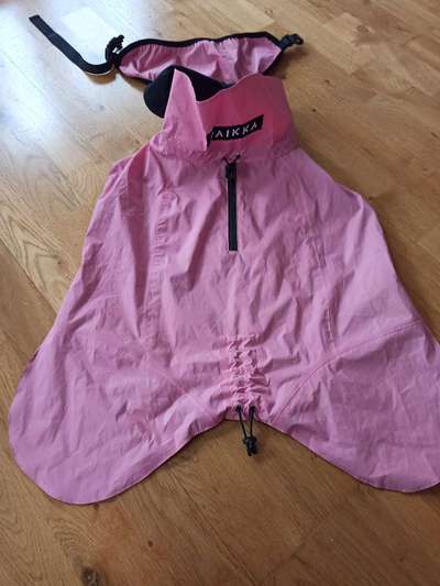 Alles rund um den Pudel-Beitrag-Bild