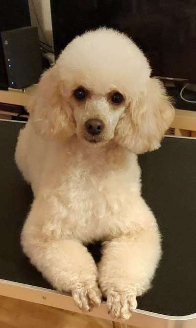 Alles rund um den Pudel-Beitrag-Bild