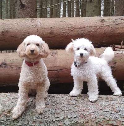 Pudel-Treffen-Beitrag-Bild