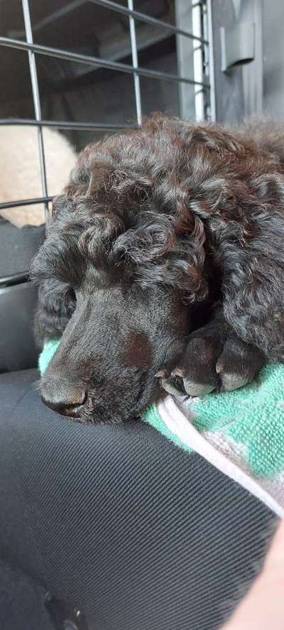 Alles rund um den Pudel-Beitrag-Bild