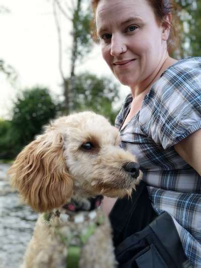 Alles rund um den Pudel-Beitrag-Bild