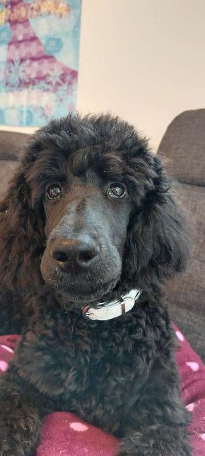 Alles rund um den Pudel-Beitrag-Bild