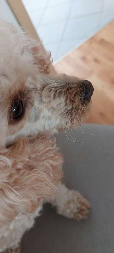 Alles rund um den Pudel-Beitrag-Bild