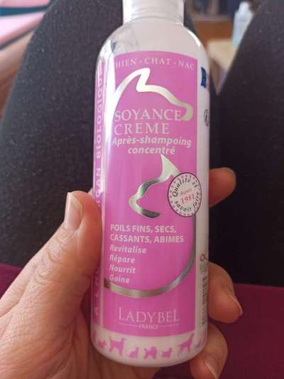 Alles rund um den Pudel-Beitrag-Bild