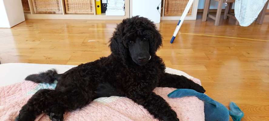 Alles rund um den Pudel-Beitrag-Bild