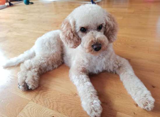 Alles rund um den Pudel-Beitrag-Bild