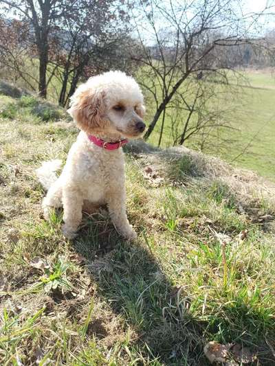 Alles rund um den Pudel-Beitrag-Bild