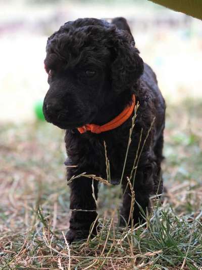 Alles rund um den Pudel-Beitrag-Bild