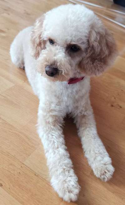 Alles rund um den Pudel-Beitrag-Bild