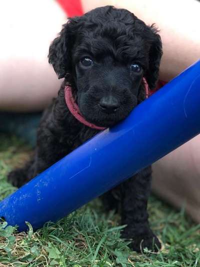 Alles rund um den Pudel-Beitrag-Bild