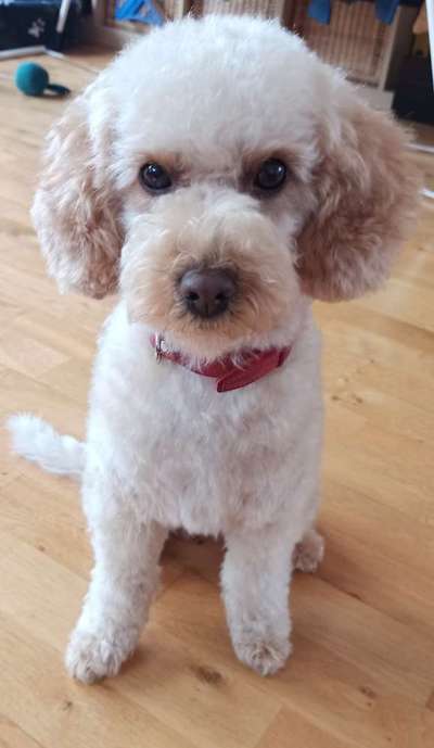 Alles rund um den Pudel-Beitrag-Bild