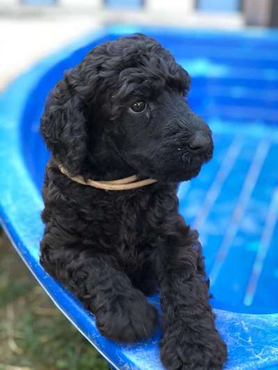 Alles rund um den Pudel-Beitrag-Bild