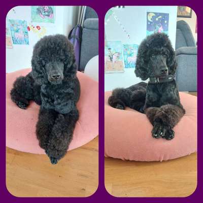 Alles rund um den Pudel-Beitrag-Bild