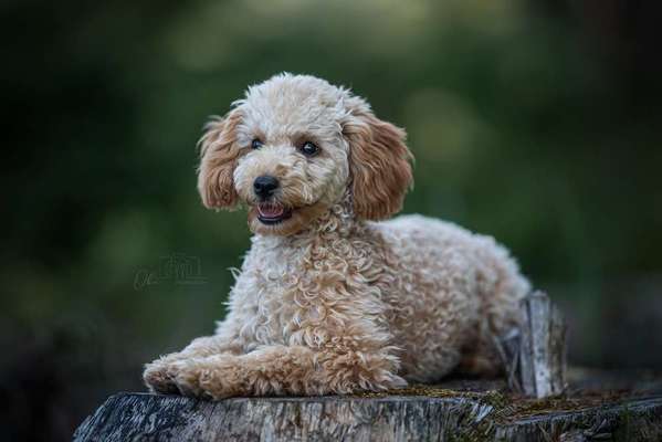 Alles rund um den Pudel-Beitrag-Bild