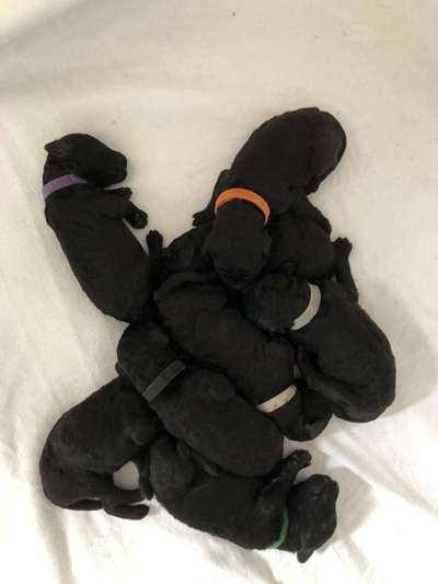 Alles rund um den Pudel-Beitrag-Bild