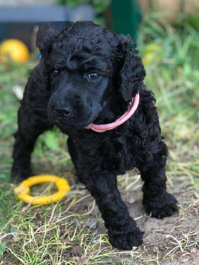 Alles rund um den Pudel-Beitrag-Bild