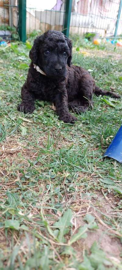 Alles rund um den Pudel-Beitrag-Bild