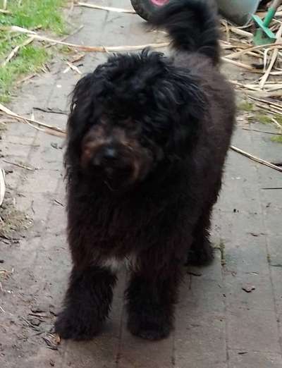 Wie heißt dein Hund?-Beitrag-Bild