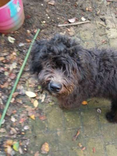 Zeigt her eure Pudel und Pudelmischlinge (:-Beitrag-Bild