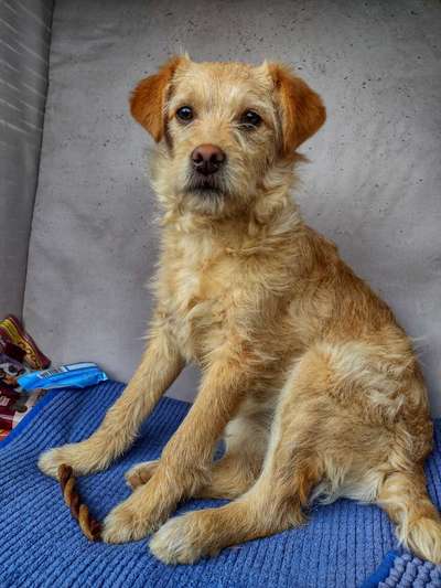 Tierschutzhunde suchen ein Zuhause-Beitrag-Bild