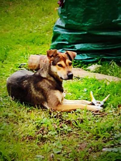 Dogorama Photo Challenge - Der Frühling kommt-Beitrag-Bild