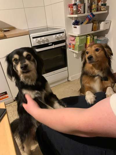 Bester Freund, Hundekumpel - zeigt her!-Beitrag-Bild