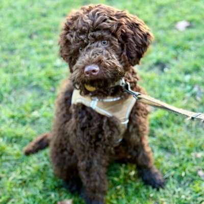 Hundetreffen-Welpenspielen Braunsfeld-Bild