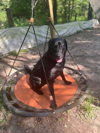 Hundeauslaufgebiet-Hundespielplatz Bad Honnef-Bild