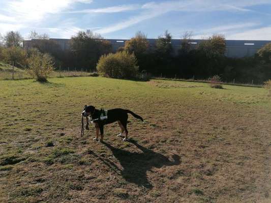 Hundeauslaufgebiet-Haarener Straße-Bild